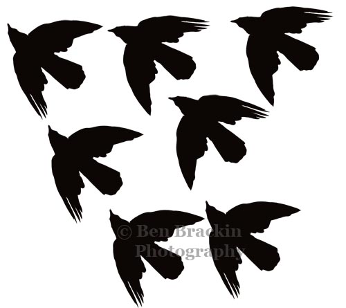 Put a Bird on It by Ben Brackin