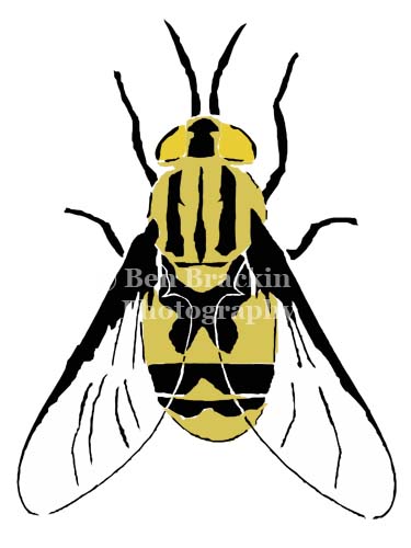 Deer Fly by Ben Brackin