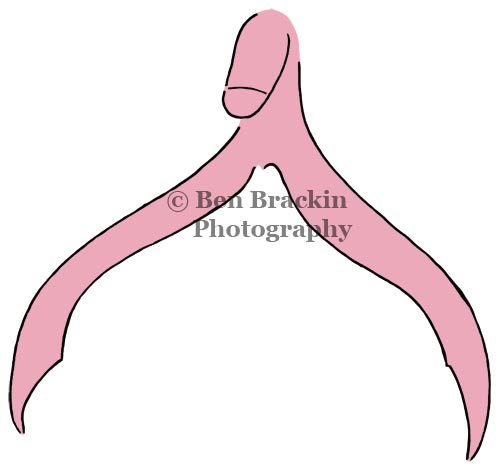 Clitorati by Ben Brackin